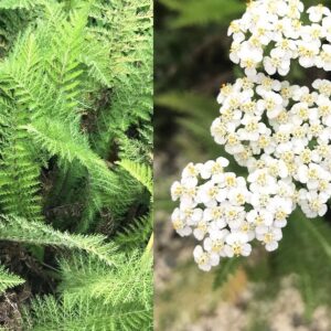 Mil-folhas (Achillea millefolium)